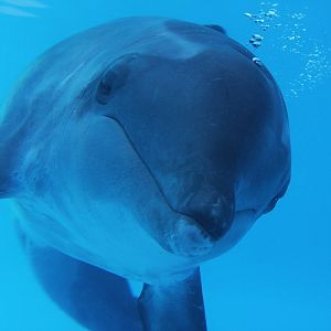 Gulf World Marine Park of Panama City Beach, Florida 2011