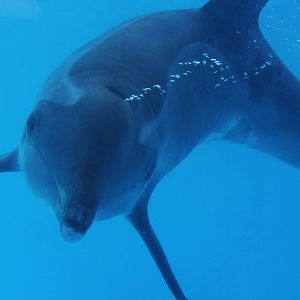 Gulf World Marine Park of Panama City Beach, Florida 2011