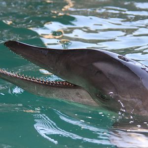 Gulf World Marine Park of Panama City Beach, Florida 2011