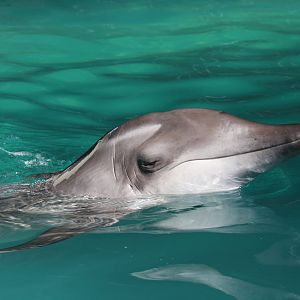 Gulf World Marine Park of Panama City Beach, Florida 2011