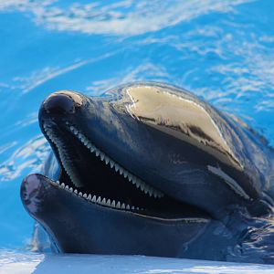 Gulf World Marine Park of Panama City Beach, Florida 2011