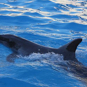 Gulf World Marine Park of Panama City Beach, Florida 2011