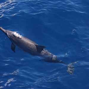 Dolphin Watch, Maui, Hawaii 2008