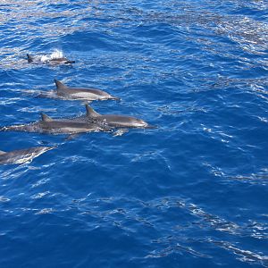 Dolphin Watch, Maui, Hawaii 2008