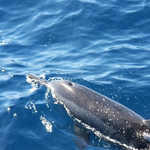 Dolphin Watch, Maui, Hawaii 2008