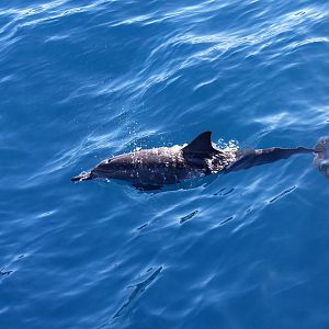 Dolphin Watch, Maui, Hawaii 2008