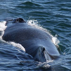 Whale Watching, Cape Cod, MA 2010