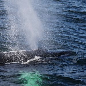 Whale Watching, Cape Cod, MA 2010