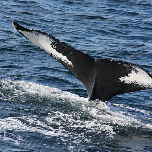 Whale Watching, Cape Cod, MA 2010