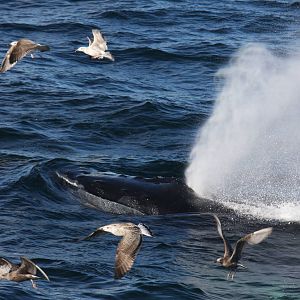 Whale Watching, Cape Cod, MA 2010