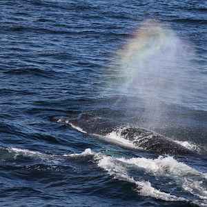 Whale Watching, Cape Cod, MA 2010