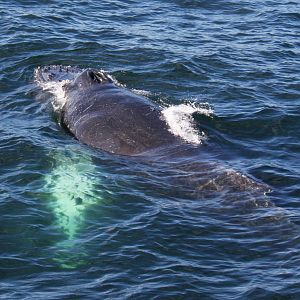 Whale Watching, Cape Cod, MA 2010
