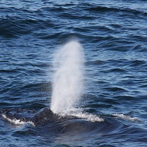 Whale Watching, Cape Cod, MA 2010
