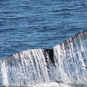 Whale Watching, Cape Cod, MA 2010