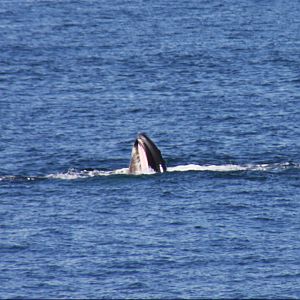 Whale Watching, Cape Cod, MA 2010