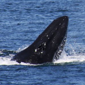 Whale Watching, Cape Cod, MA 2010