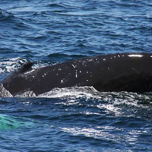 Whale Watching, Cape Cod, MA 2010