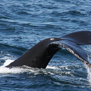 Whale Watching, Cape Cod, MA 2010