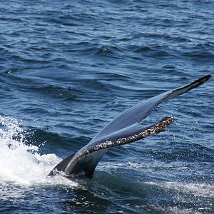 Whale Watching, Cape Cod, MA 2010