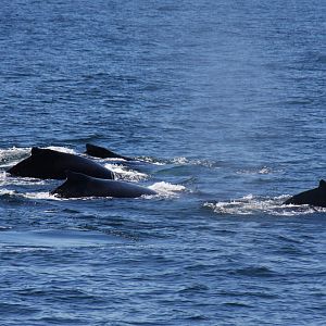 Whale Watching, Cape Cod, MA 2010