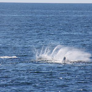 Whale Watching, Cape Cod, MA 2010