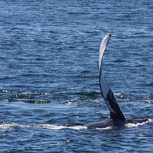 Whale Watching, Cape Cod, MA 2010