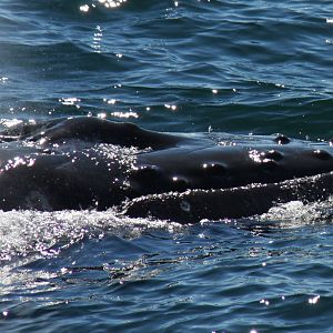 Whale Watching, Cape Cod, MA 2010