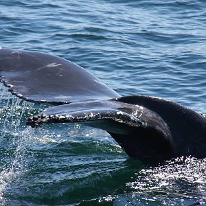 Whale Watching, Cape Cod, MA 2010