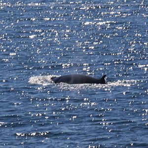 Whale Watching, Cape Cod, MA 2010