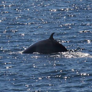 Whale Watching, Cape Cod, MA 2010