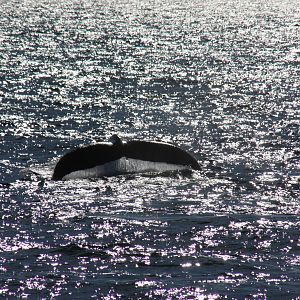 Whale Watching, Cape Cod, MA 2010