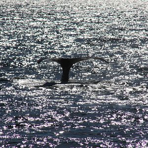 Whale Watching, Cape Cod, MA 2010