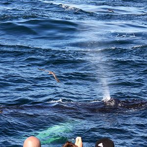 Whale Watching, Cape Cod, MA 2010