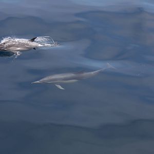 Whale Watching, Long Beach, CA 2011