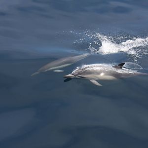 Whale Watching, Long Beach, CA 2011