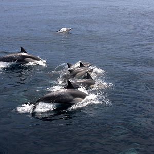 Whale Watching, Long Beach, CA 2011