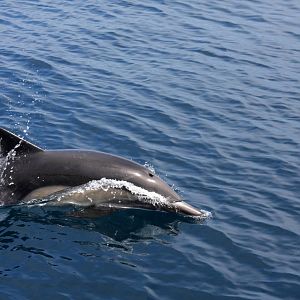 Whale Watching, Long Beach, CA 2011