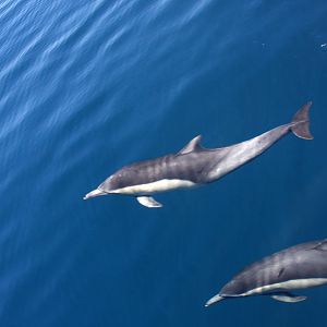 Whale Watching, Long Beach, CA 2011