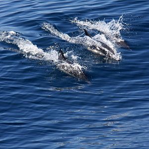 Whale Watching, Long Beach, CA 2011