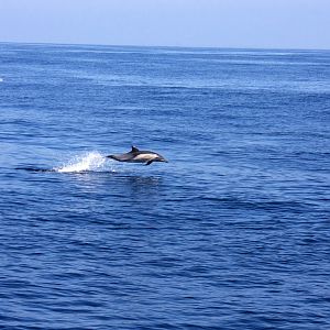 Whale Watching, Long Beach, CA 2011