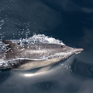 Whale Watching, Long Beach, CA 2011