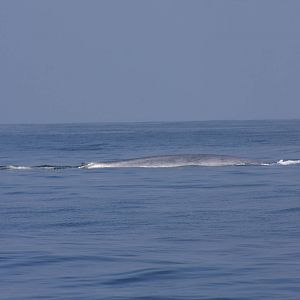 Whale Watching, Long Beach, CA 2011 blue whale (Balaenoptera musculus)