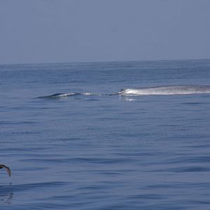 Whale Watching, Long Beach, CA 2011 blue whale (Balaenoptera musculus)