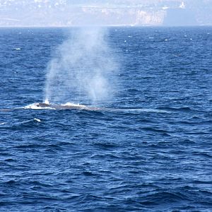 Whale Watching, Long Beach, CA 2011 blue whale (Balaenoptera musculus)