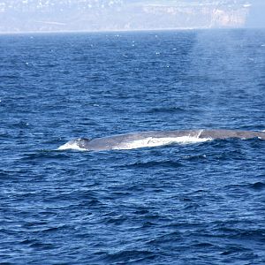 Whale Watching, Long Beach, CA 2011 blue whale (Balaenoptera musculus)