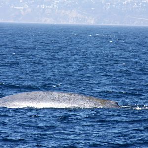 Whale Watching, Long Beach, CA 2011 blue whale (Balaenoptera musculus)