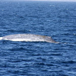 Whale Watching, Long Beach, CA 2011 blue whale (Balaenoptera musculus)