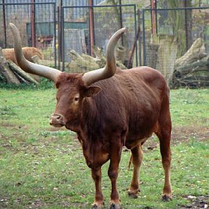 Watusi