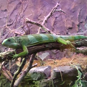 Brachylophus fasciatus