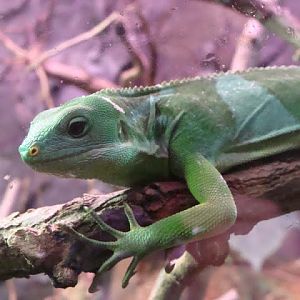 Brachylophus fasciatus